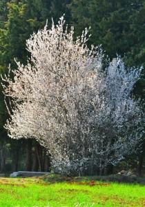 C’est le printemps