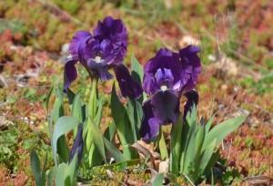 C’est le printemps