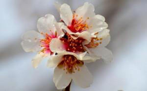 C’est le printemps