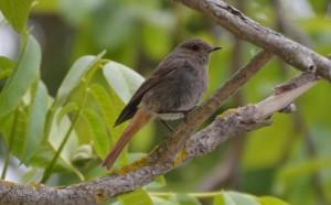 C’est le printemps