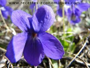 violettes nature (1)
