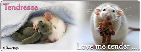 Liberté Financière d’abord Sortir de la Cage