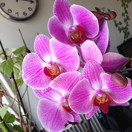 Ma semaine en mots et photos instagram (74)