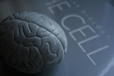 cerveau en plastique 