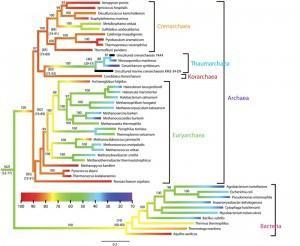 Arbre phylogénétique et température de développement des espèces (voir code de couleur). Plus de détails ici : http://mbe.oxfordjournals.org/content/28/9/2661/F3.expansion.html