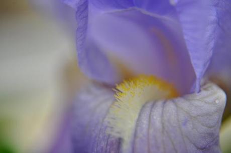 Macro Iris Violet