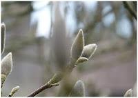 MINIMAL MANIAC #11 MINIMAL MANIAC #11