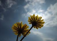 MINIMAL MANIAC #11 MINIMAL MANIAC #11