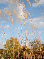 MINIMAL MANIAC #11 MINIMAL MANIAC #11