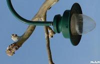 MINIMAL MANIAC #11 MINIMAL MANIAC #11