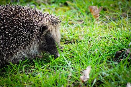 M. le Hérisson / Mr Hedgehog