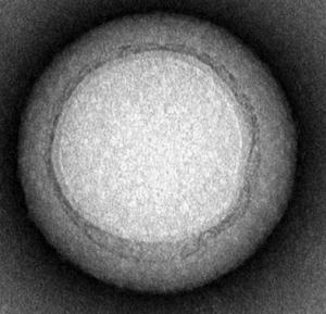 INFECTIONS bactériennes: Des nano-éponges pour absorber les toxines  – Nature Nanotechnology