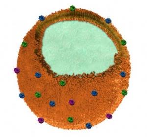 INFECTIONS bactériennes: Des nano-éponges pour absorber les toxines  – Nature Nanotechnology