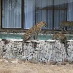 Leopard Hills, le safari de luxe