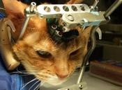 Demandons l'arrêt immédiat torture expérimentale