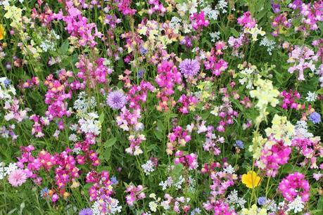 printemps,fleurs,camaïeu de couleurs,marguerite,coquelicot