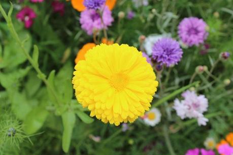 printemps,fleurs,camaïeu de couleurs,marguerite,coquelicot