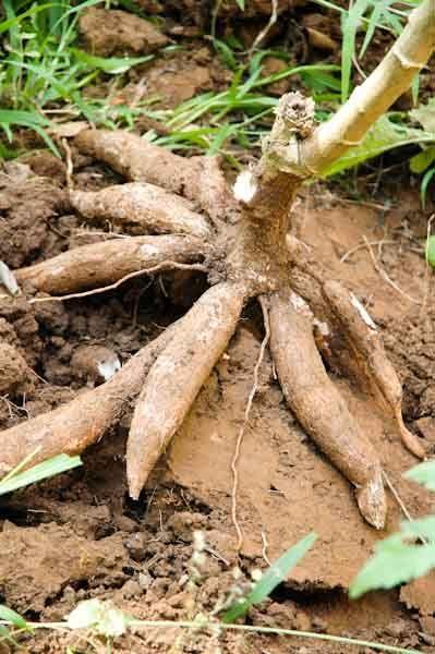 Racines de manioc_Beendhi