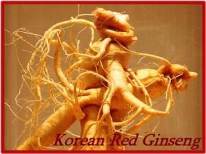 korean-red-ginseng