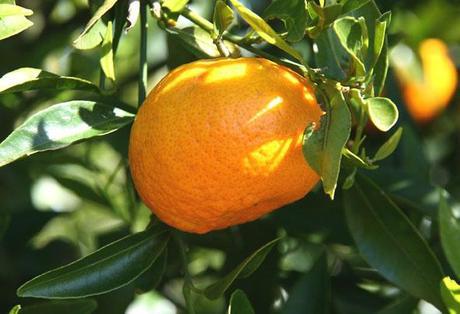 Mandarine tardive ciaculli