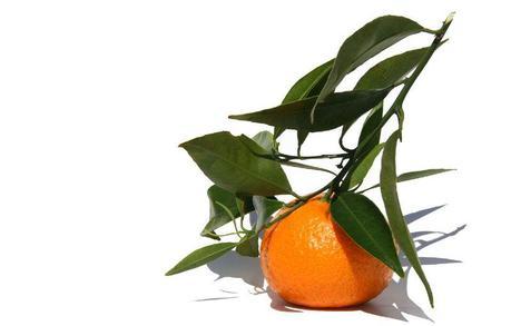 Mandarino tardivo di Ciaculli.