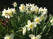 Vendanges tardives jardinier