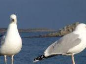 L'humain ressource exploitable