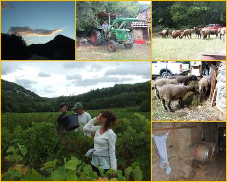 dernière vendange de l'année 2012  chez un ami vigneron