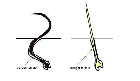 POURQUOI LES CHEVEUX CREPUS SONT SECS ?