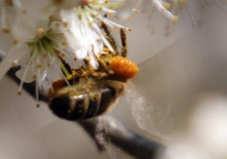 abeille romi 14 avril 2013 023.jpg