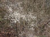 L'abeille prunellier