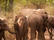 Eléphants Thaïlande Retour dans forêt, reportage [HD]