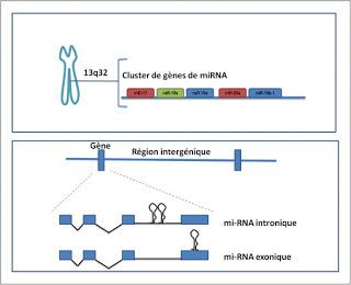 miARNs, reprogrammation métabolique, et oncogénèse