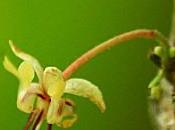 Cacaoyer pomme malacca Tival