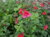 L'ÎLE BRÉHAT(22)-L'Île Fleurs