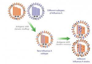 VIRUS AVIAIRE H7N9: L'ECDC n'exclut pas une expansion de la propagation  – ECDC
