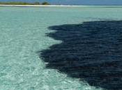Appel solution écologique marées noires