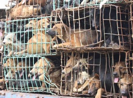 Trafic de chiens Thailande