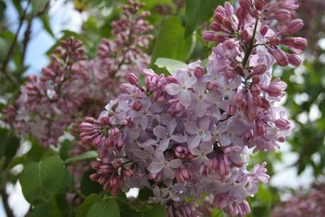 En Avril, ne te découvre pas d'un fil