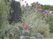 L'artichaut l'escargot