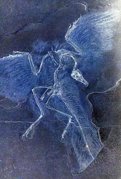 Une preuve de plus que les oiseaux descendraient des dinosaures : les oeufs