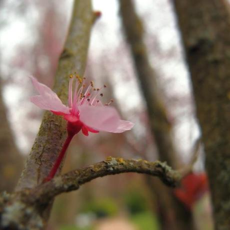 O-hanami, journée rose