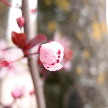 O-hanami, journée rose