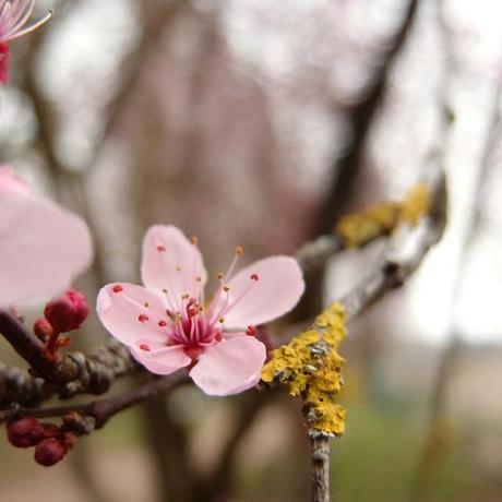 O-hanami, journée rose