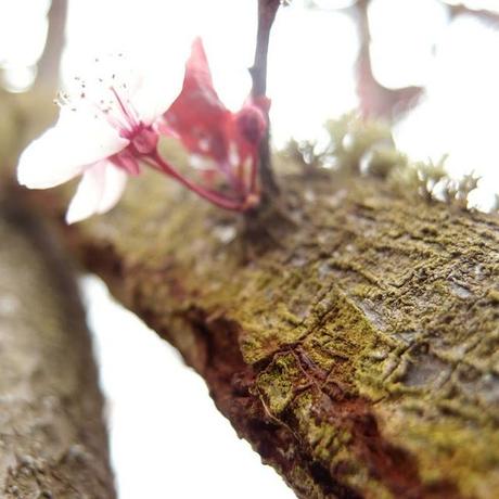 O-hanami, journée rose