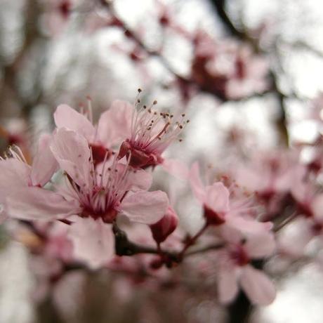 O-hanami, journée rose