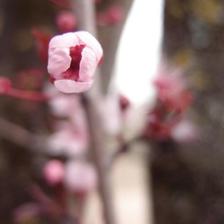 O-hanami, journée rose