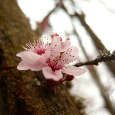 O-hanami, journée rose