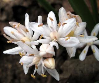 Scille à deux feuilles (Scilla bifolia) albiflore