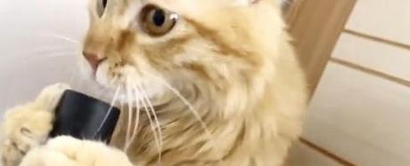chat-aime-aspirateur